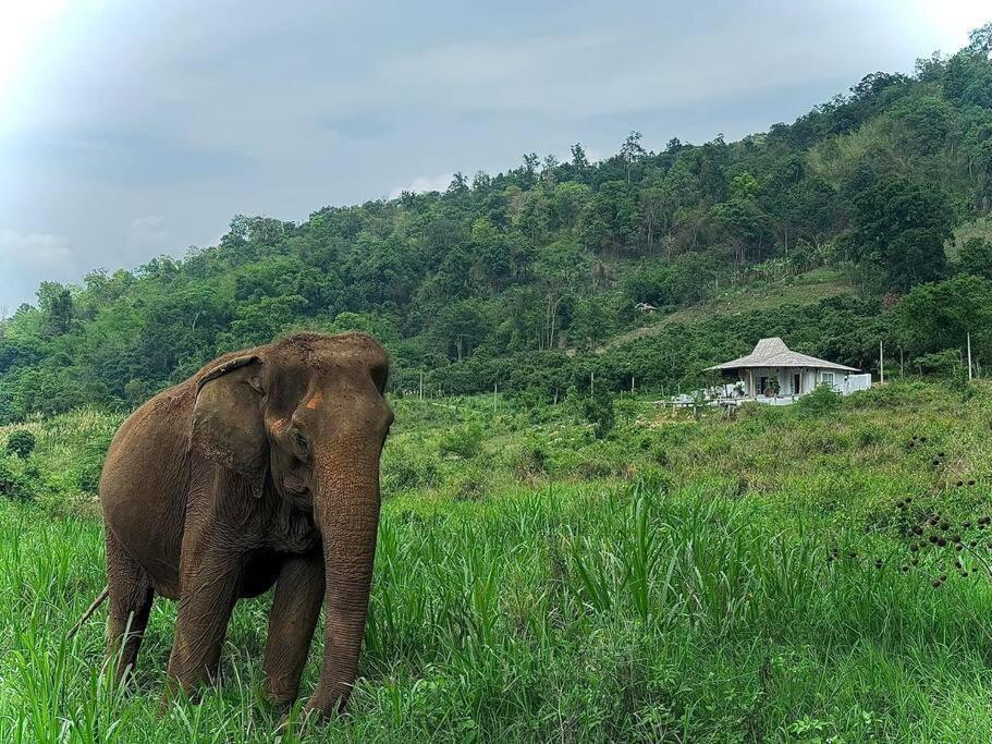 Elephantpoolvilla Maetang Chiangmai Ban Muang Kut Exteriör bild